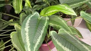 Schismatoglottis wallichii plant  care and tips [upl. by Albertina]