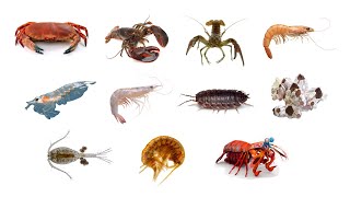 Types Of Crustaceans  Crustacean Group Animals Crustaceans Crustacean [upl. by Stirling]