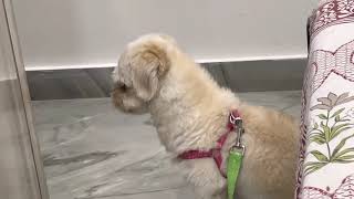 Lhasa Apso barking [upl. by Hansen]