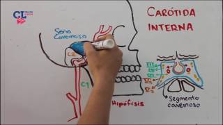 VASCULARIZACION ARTERIAL ENCEFALICA PARTE 1 carotida interna [upl. by Rothwell]