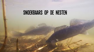 Mega Snoekbaars In Maart  VisTD Vlog 2 [upl. by Needan218]