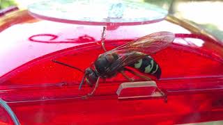 Sphecius speciosus the cicada killer wasp [upl. by Ruthie431]