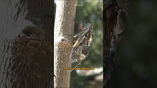 CIGARRAS CANTAM ATÉ EXPLODIR shorts [upl. by Edmund]