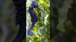 Is seahorse is a sea horse  shortsfeed shortsvideo [upl. by High]