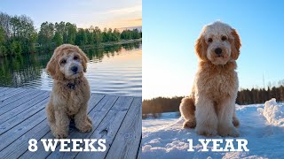 Tarzan the labradoodle growing up [upl. by Mchugh648]