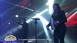 Nery Pedraza y los Guaraperos de la Cumbia 💥 Cumbia del Pájaro Cenzontle [upl. by Yerg]