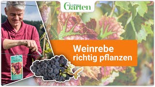 Expertenwissen Weinrebe erfolgreich pflanzen  Gartentipps für eine ertragreiche Ernte [upl. by Cobbie706]