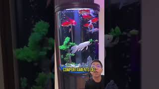 NUNCA Compres Estos ACUARIOS acuarios sabiasque fishaquarium peces animales fishroom goldfish [upl. by Eentrok395]