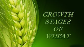 Stages of Growth in Wheat [upl. by Merriott]