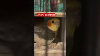 Angry birds cockatiel [upl. by Merill]