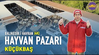 Balıkesir Havran Küçükbaş Hayvan Pazarı 4K [upl. by Damicke672]