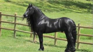 Highly acclaimed Friesian Stallion SPECTACULAR JAWDROPPING [upl. by Arat]