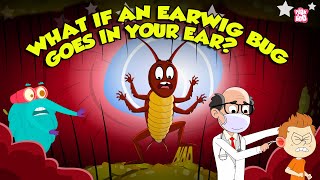 Earwigs Are They Dangerous  What Happens if an Earwig Gets in Your Ear  Dr Binocs Show [upl. by Deny]