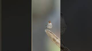 Singing of cute tiny Flycatcher bird cute wildlife amazing birds animals nationalgeographic [upl. by Alyek329]