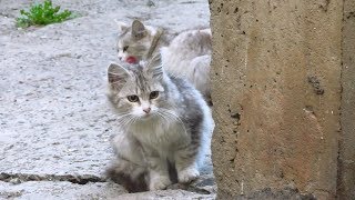 Kitten purrs and Mother cat hisses [upl. by Arrehs]