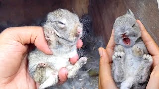 Rabbit Scream  Rabbit sound  The rescued rabbit gave birth to baby rabbits [upl. by Dimphia]