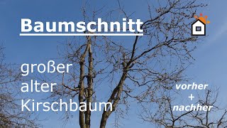 Baumschnitt an großem altem Kirschbaum  vorher amp nachher [upl. by Anoel]