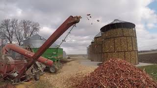 Shelling cob corn with a white 1210 corn Sheller from the 70s Loading cob corn with a skid steer [upl. by Hoover85]