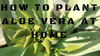 How to plant your aloe vera at home [upl. by Dnamra]