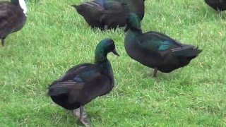 Cayuga Ducks [upl. by Caesaria]