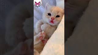 Cute kitten hiccup  Newborn Baby hiccuping after drinking milk  Funny kitten hiccups 😍 [upl. by Dawes912]