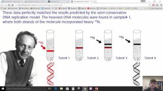 2 7 replication transcription and translation [upl. by Aehsila]