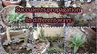 How to propagate succulents in different ways  succulents winter care  Grow green 445 [upl. by Atterol]