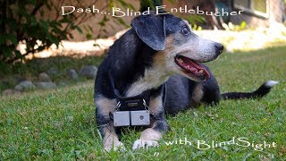 DashBlind Entlebucher using BlindSight [upl. by Standice255]