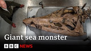 Colossal sea monster unearthed in UK  BBC News [upl. by Aratas]