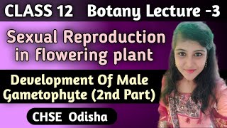 Class 12 Botany Sexual Reproduction in flowering plant Development Of Male Gametophyte Part2 [upl. by Norak]