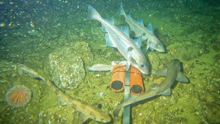 Big Haddocks at 62 metres And Spurdogs Ling Dogfish [upl. by Strait]