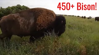 Private 12000 acre Bison Ranch Tour [upl. by Elyn265]