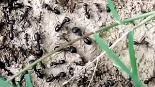 Phylum aurthopoda । Kingdom of black ants [upl. by Jamnis]