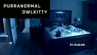 Purranormal Activity with my cat OwlKitty [upl. by Ellasal]