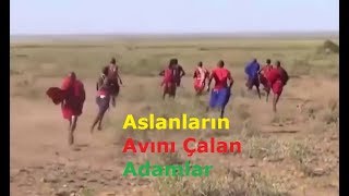 Aslanlardan Yemek Çalan Adamlar  Aslan Avcıları [upl. by Amehsat]