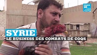 Le business des combats de coqs en Syrie [upl. by Notelrac]