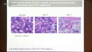 Delbridge 2014 Control of hematopoietic stem cell survival during emergency hematopoiesis [upl. by Saimerej]