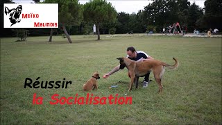 Comment Socialiser son Chiot entre 2 et 3 mois  Avant les rappels de Vaccins [upl. by Alston310]