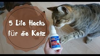 5 Katzen Hacks Wie überliste ich meine Katze mit Katzenminze [upl. by Nor]