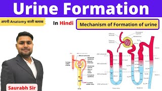 Urine formation physiology of urine for Neet NursingBAMSmedical exams [upl. by Silas]