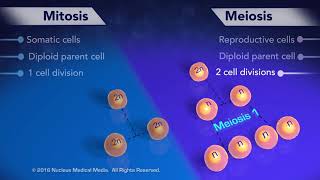 Form 4 Chapter 6 Biology Cell Division  Mitosis Meiosis Haploid Diploid in 10 minutes 1 of 6 [upl. by Belford]