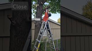 Tree Chopping countrymusic morganwallen viral [upl. by Lona995]