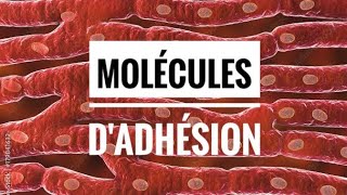 Molécules d’adhésion membranaire [upl. by Lach742]