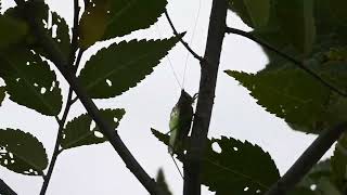 Black Legged Meadow Katydid call [upl. by Severn]