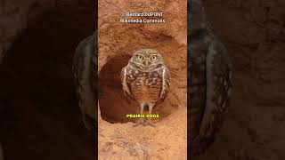 Burrowing Owl  The Adorable Owl [upl. by Aniz]