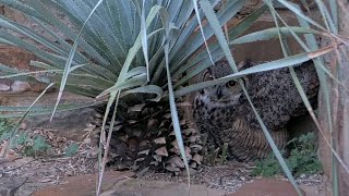 Great Horned Owl Cam Launches At Lady Bird Johnson Wildflower Center As Female quotAthenaquot Returns [upl. by Michaella]