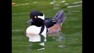 HOODED MERGANSER [upl. by Crissie651]