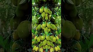 How to Grow Jackfruit from cutting fruit gardening plants shorts [upl. by Alo19]