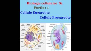 Biologie cellulaire partie 1 Cellule Eucaryote et cellule Procaryote [upl. by Reube]