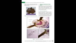 Standardization of Urena lobata Linn Unveiling Pharmacognostical Features Preliminary Phyto [upl. by Lerrad]